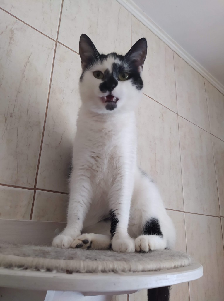 Adoptusie. Malinka - delikatna słodycz. W domu :)
