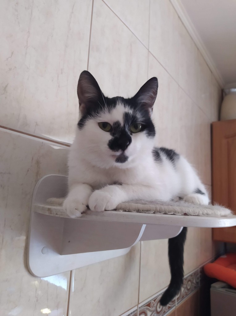 Adoptusie. Malinka - delikatna słodycz. W domu :)