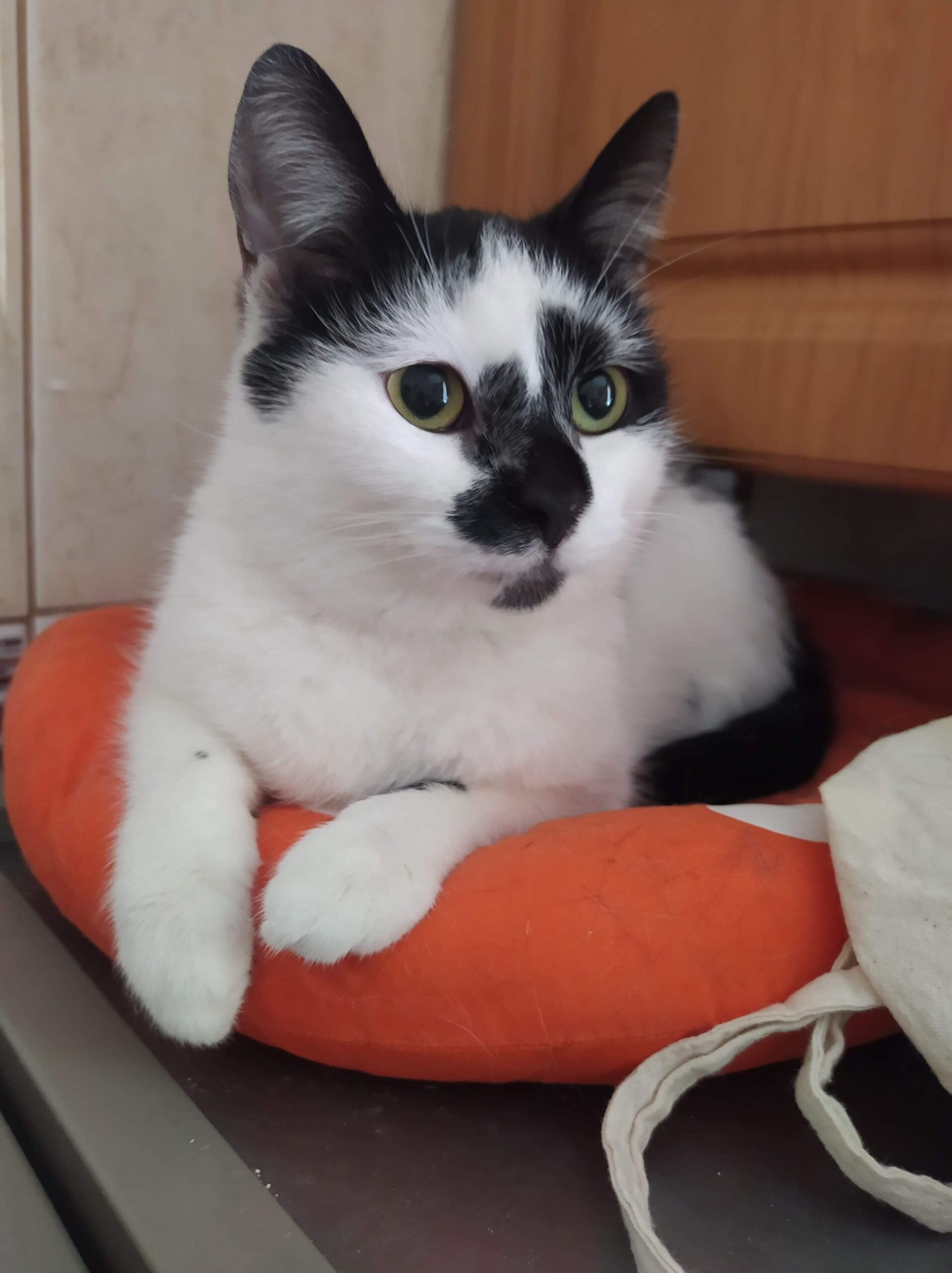 Adoptusie. Malinka - delikatna słodycz. W domu :)