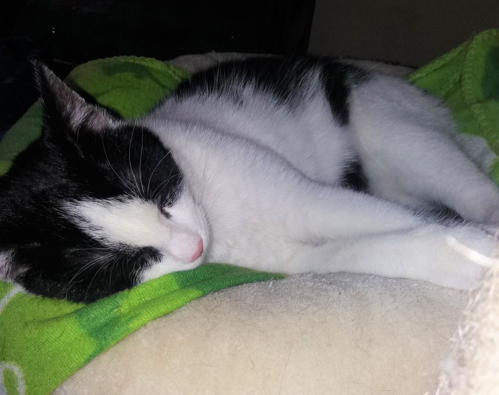 Adoptusie. Kasia - w domu :)