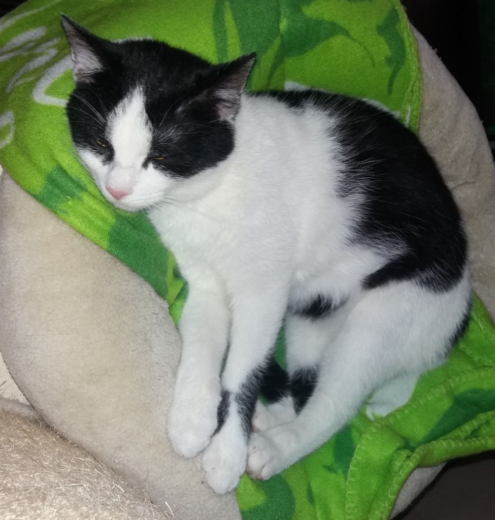 Adoptusie. Kasia - w domu :)
