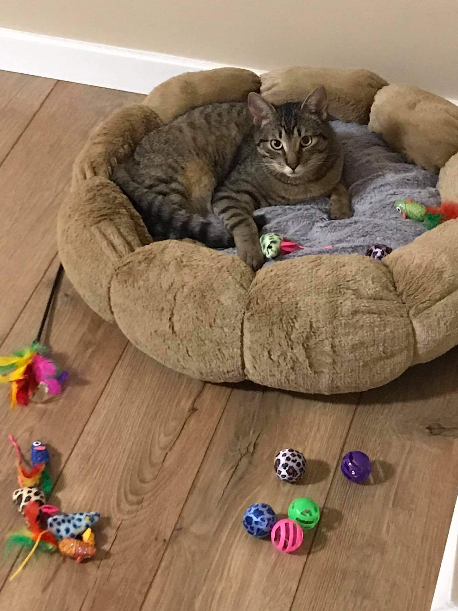 Gustaw - kolejny połamany biedak. Adoptowany :)