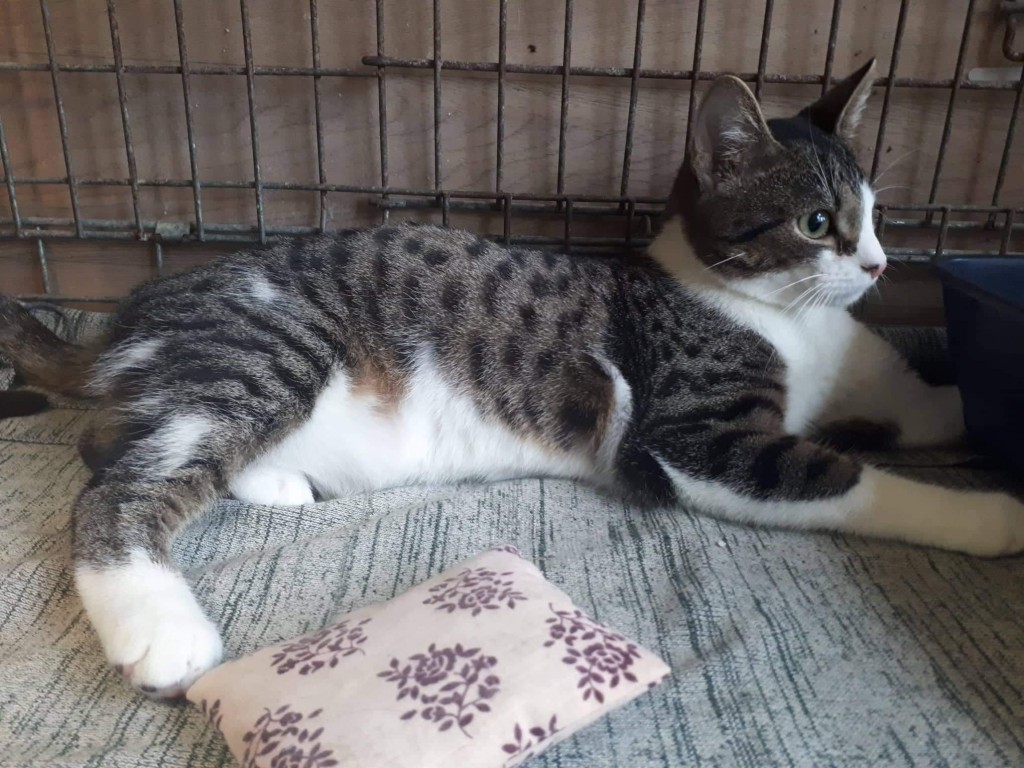 Adoptusie. Skarbek. W domu :)