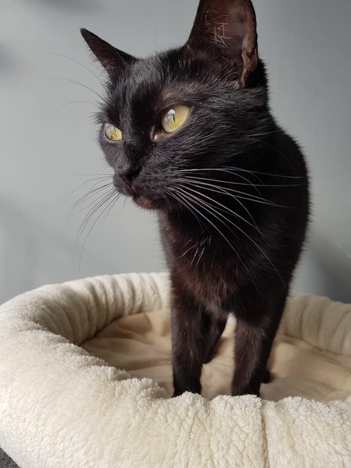 Adoptusie. Tola - filigranowa piękność. W domu :)