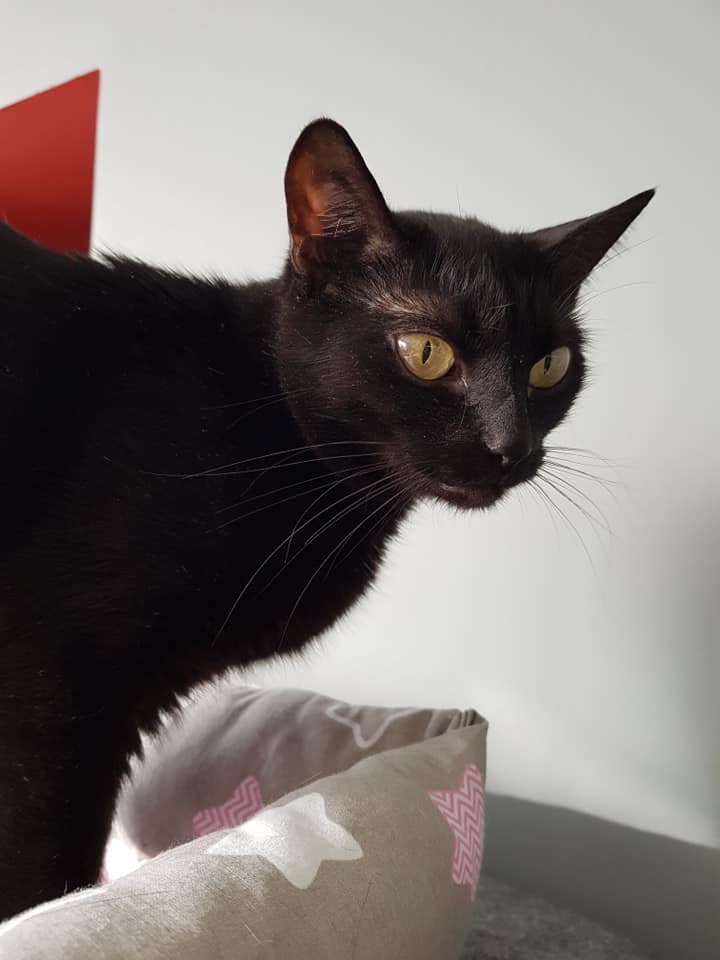 Adoptusie. Tola - filigranowa piękność. W domu :)
