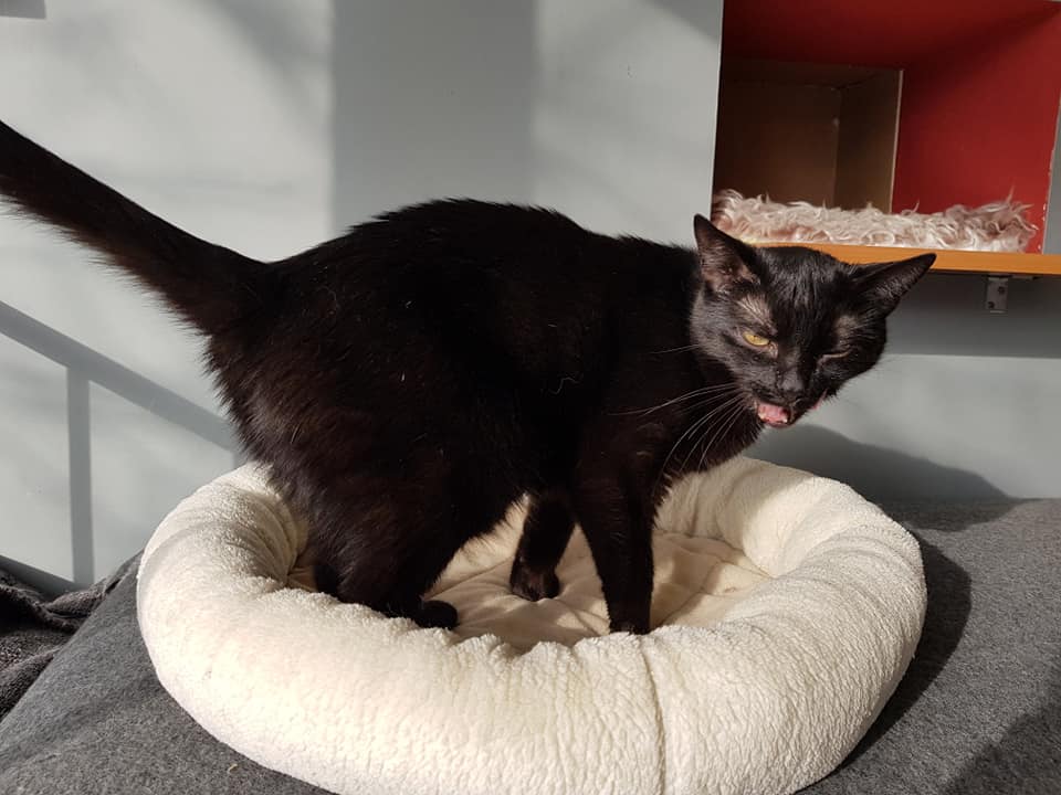 Adoptusie. Tola - filigranowa piękność. W domu :)