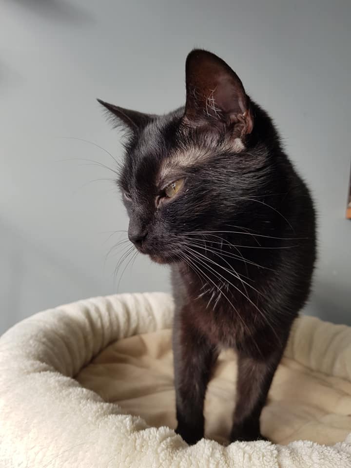 Adoptusie. Tola - filigranowa piękność. W domu :)