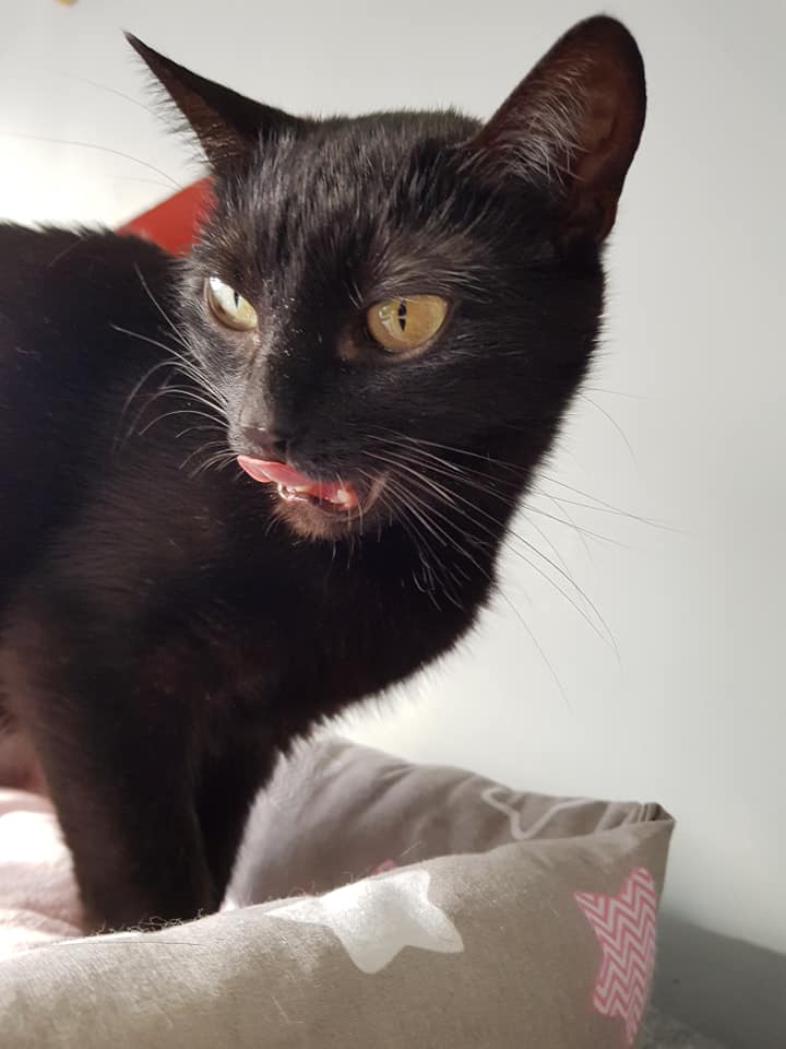 Adoptusie. Tola - filigranowa piękność. W domu :)
