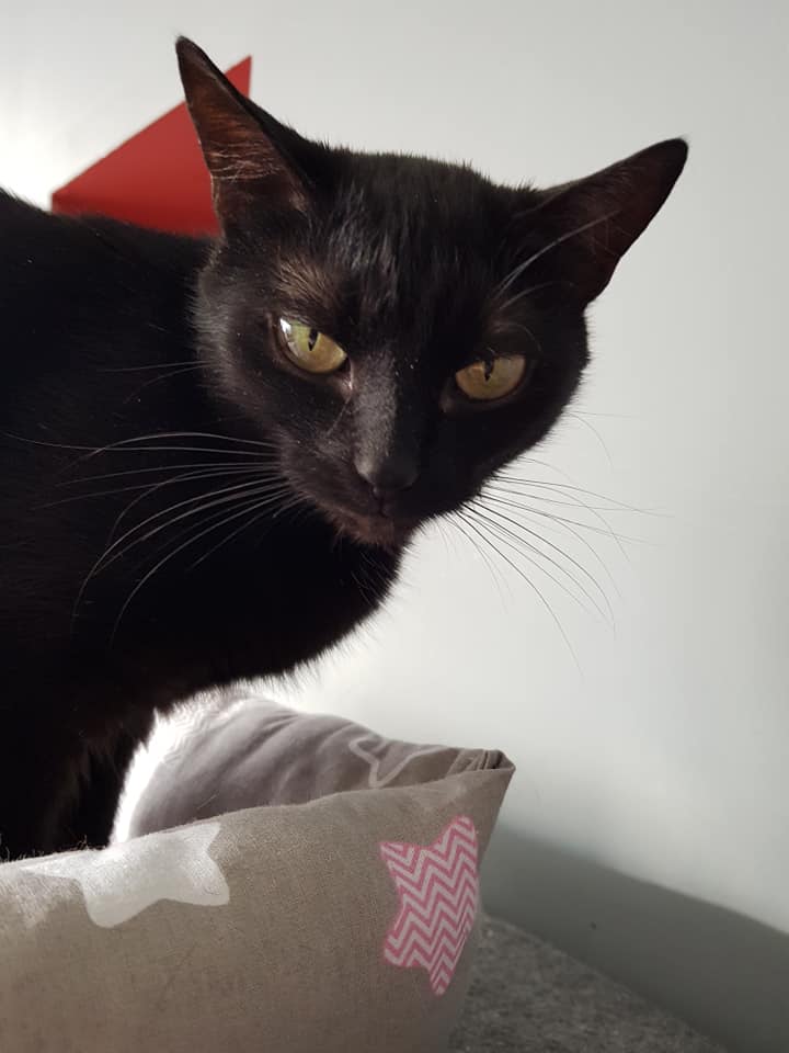Adoptusie. Tola - filigranowa piękność. W domu :)