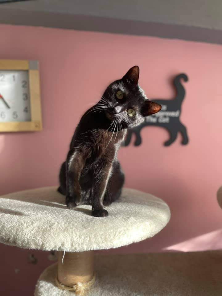 Adoptusie. Tola - filigranowa piękność. W domu :)