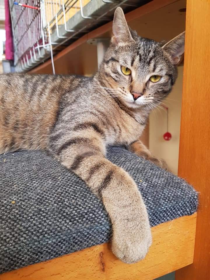 Adoptusie. Gustaw - adoptowany :)