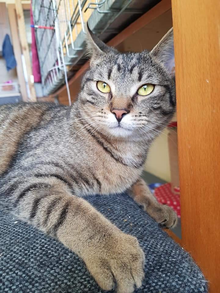 Adoptusie. Gustaw - adoptowany :)