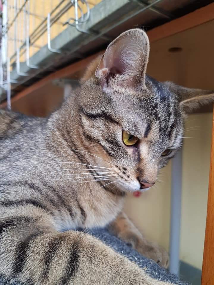 Adoptusie. Gustaw - adoptowany :)