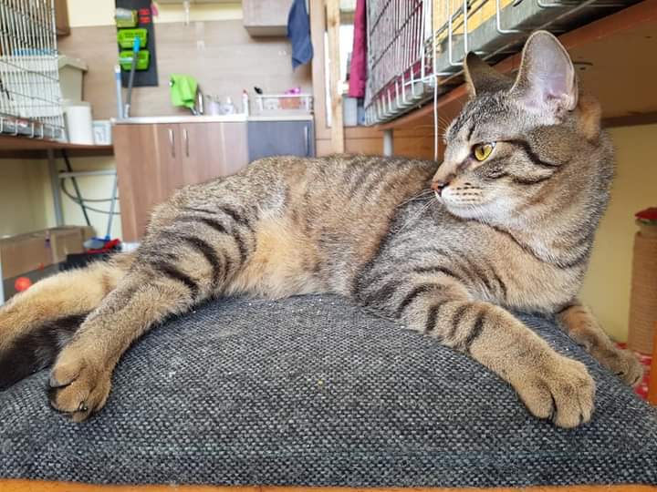 Adoptusie. Gustaw - adoptowany :)