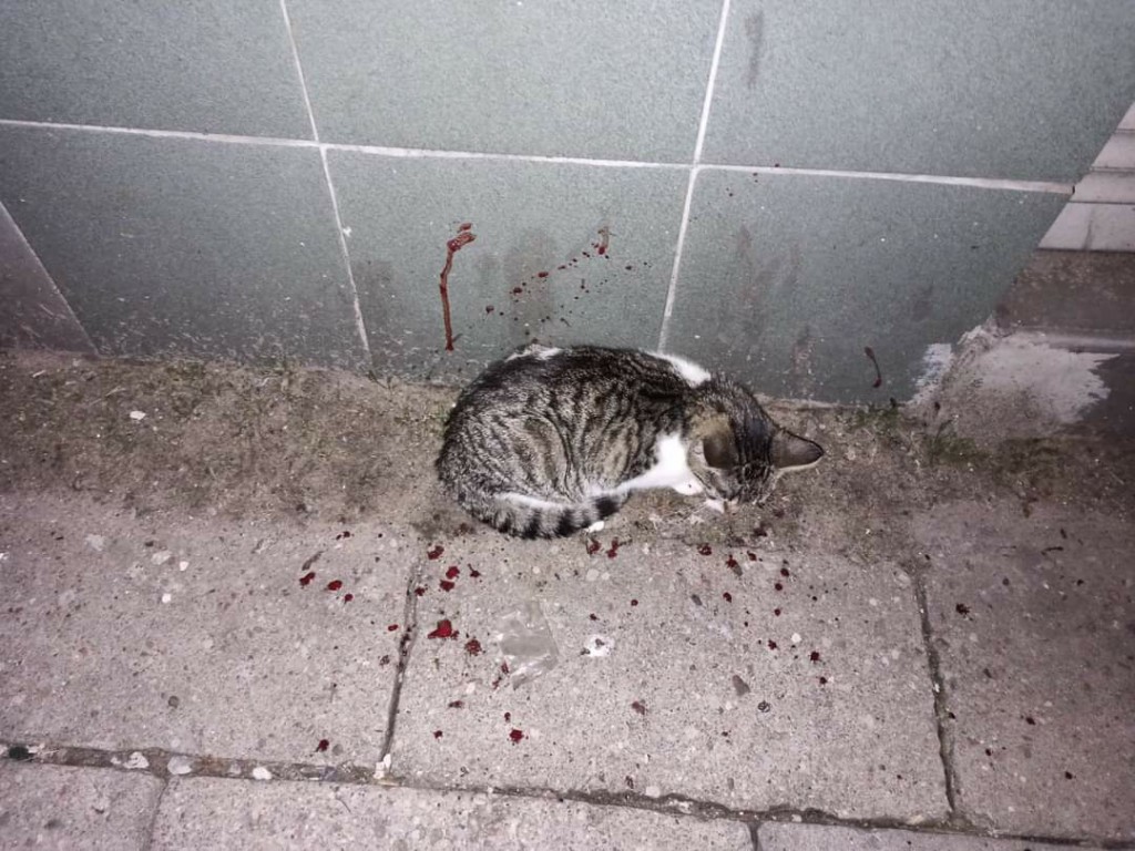 Sikorka potrzebuje Waszej pomocy!