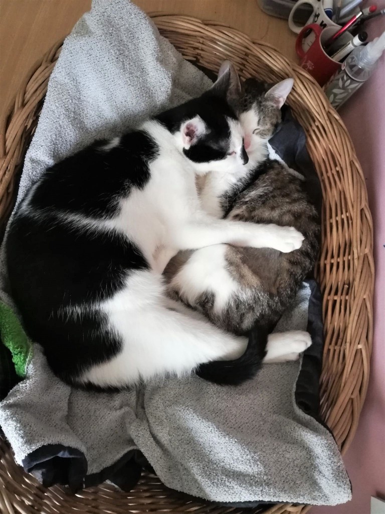 Pianka i Nosek - adoptowane :)