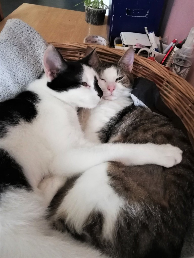Pianka i Nosek - adoptowane :)