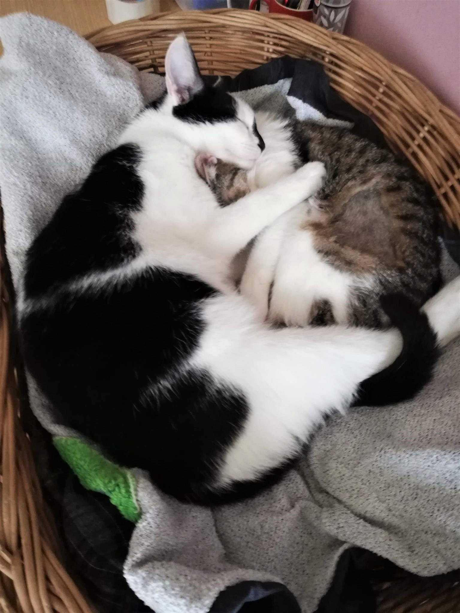 Pianka i Nosek - adoptowane :)