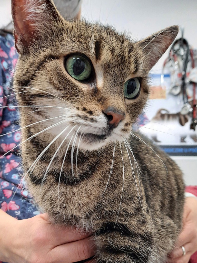 Adoptusie. Simka – zostaje w dt na stałe :)