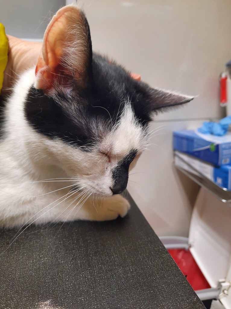 Pianka i Nosek - adoptowane :)