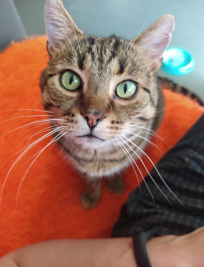 Adoptusie. Danio - w domu :)