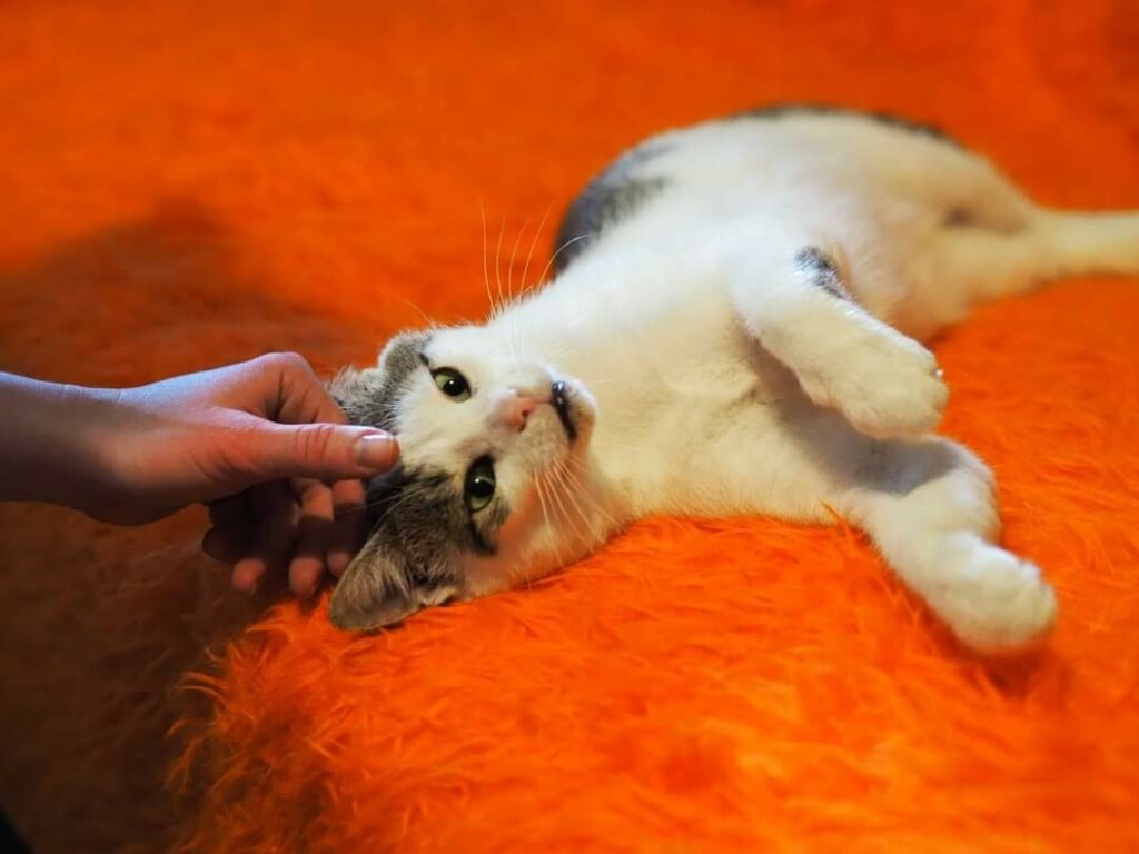Adoptusie. Po prostu Józio. W domu :)