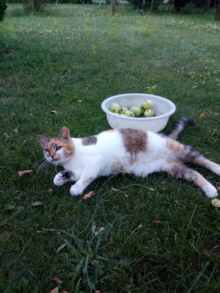 Miau Miau dziękuje za wsparcie!