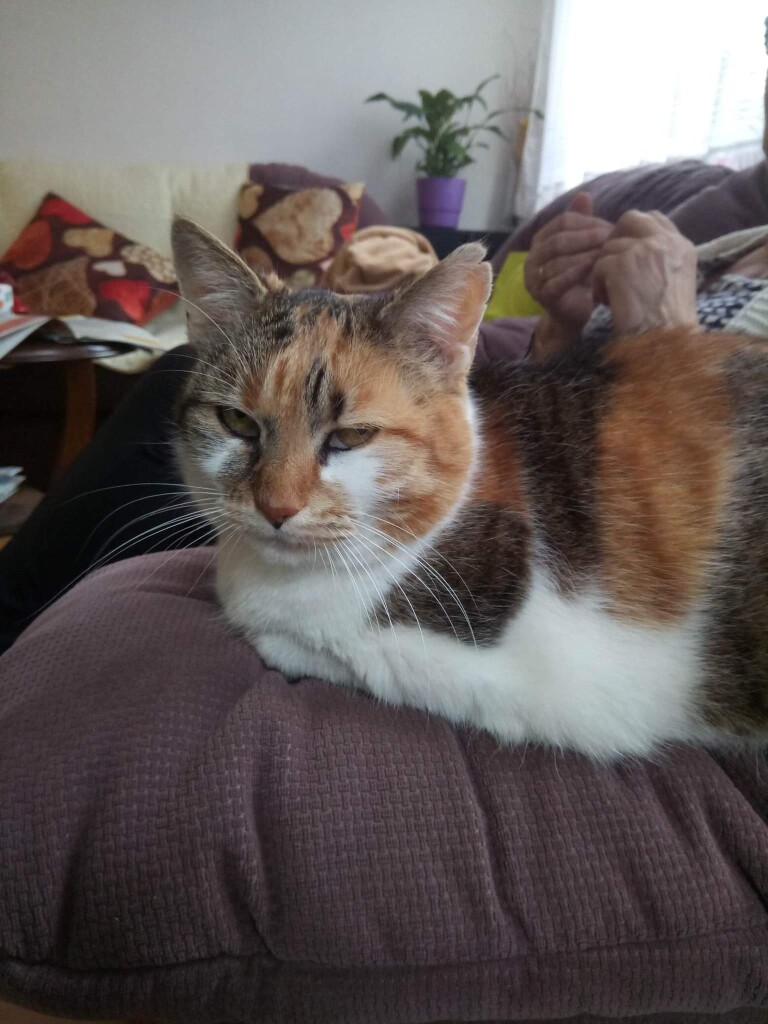 Miau Miau dziękuje za wsparcie!