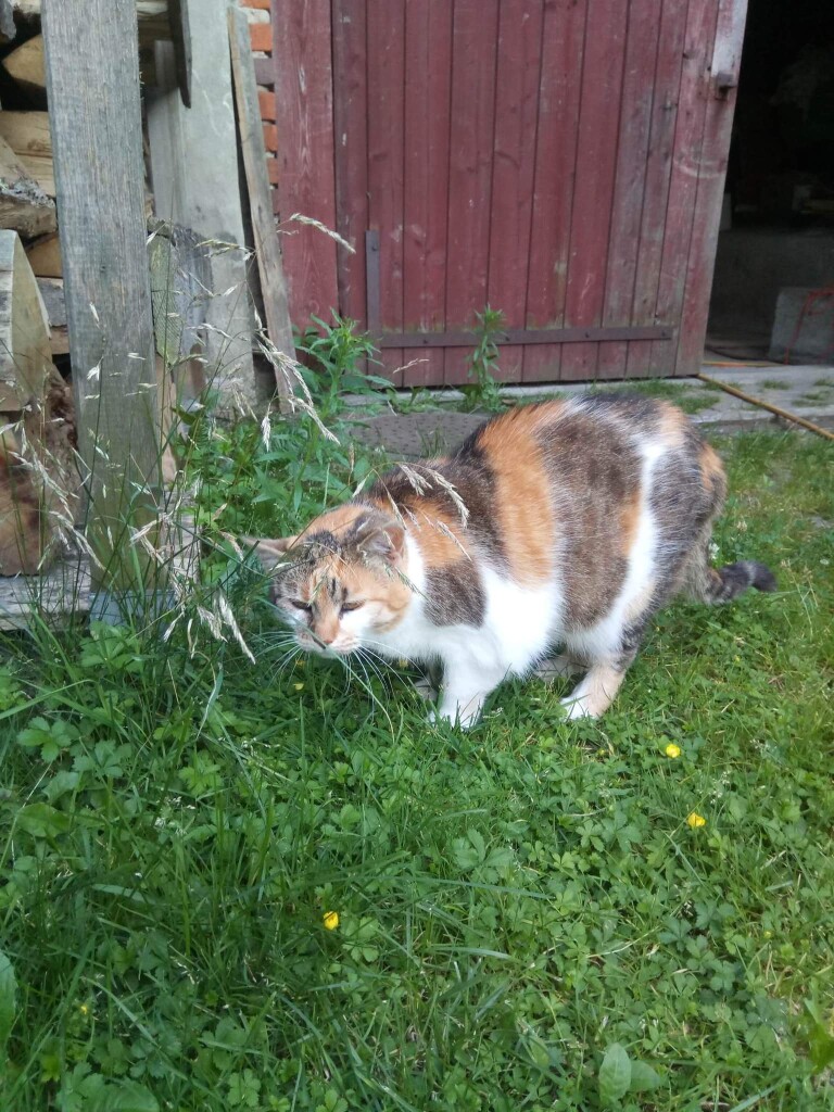 Miau Miau dziękuje za wsparcie!