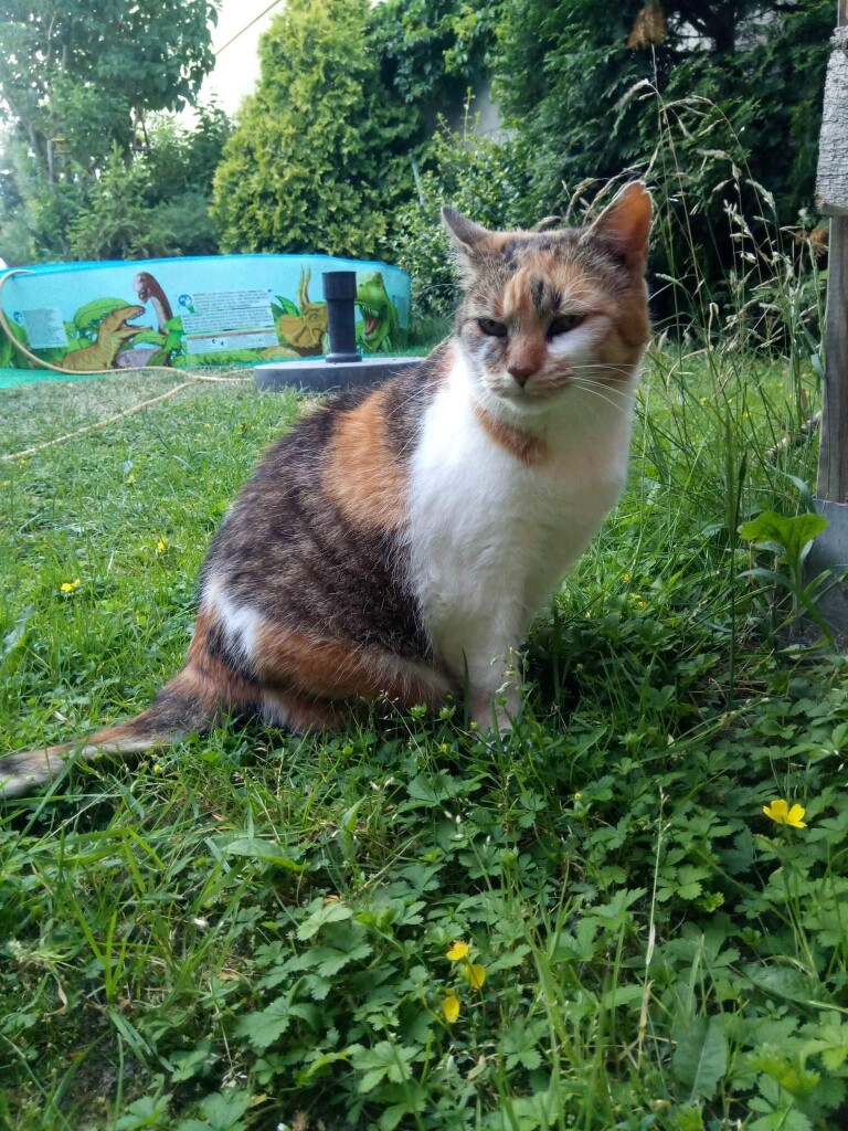 Miau Miau dziękuje za wsparcie!