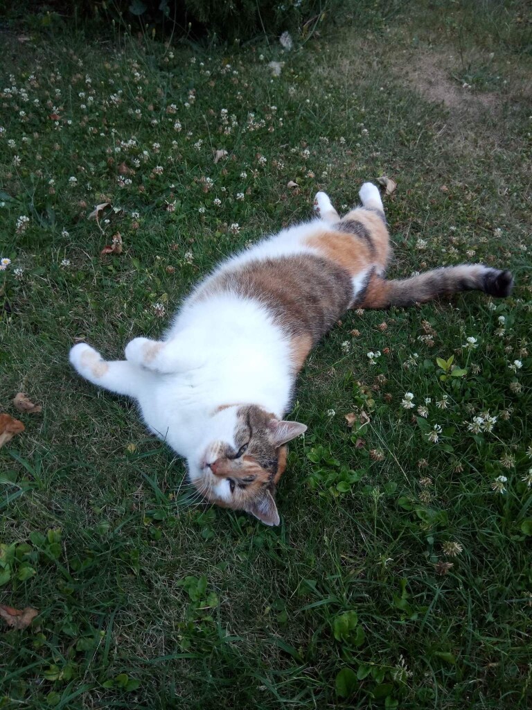 Miau Miau dziękuje za wsparcie!