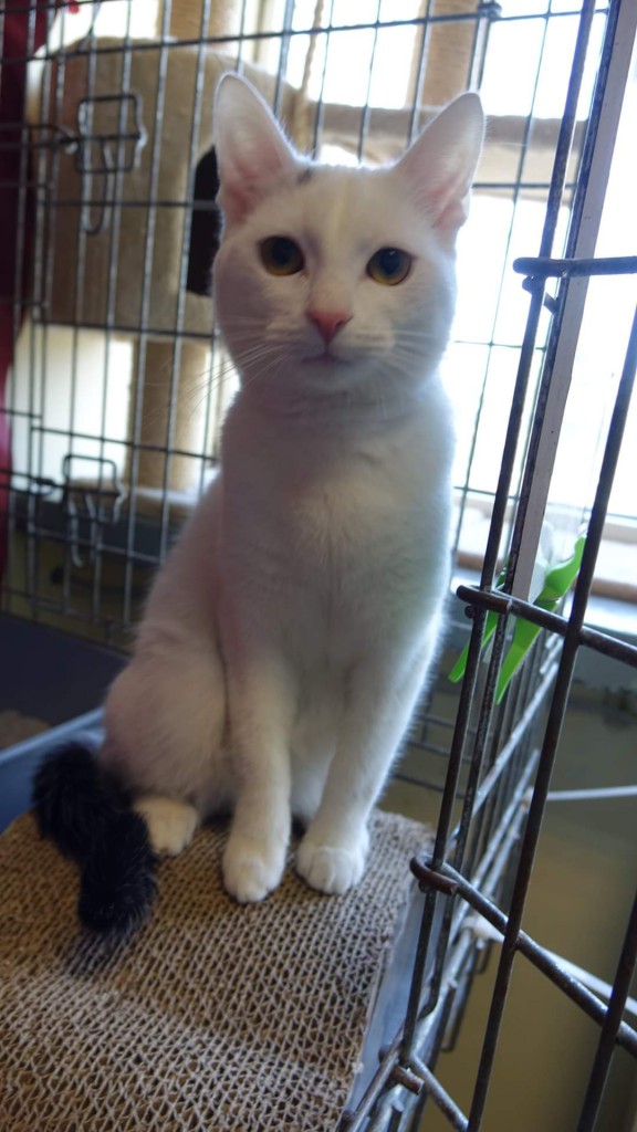 Adoptusie. Maciuś - słodki jak kremówka. W domu :)