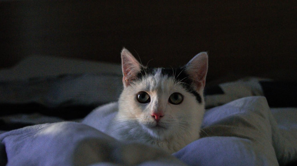 Adoptusie. Adi. W domu :)