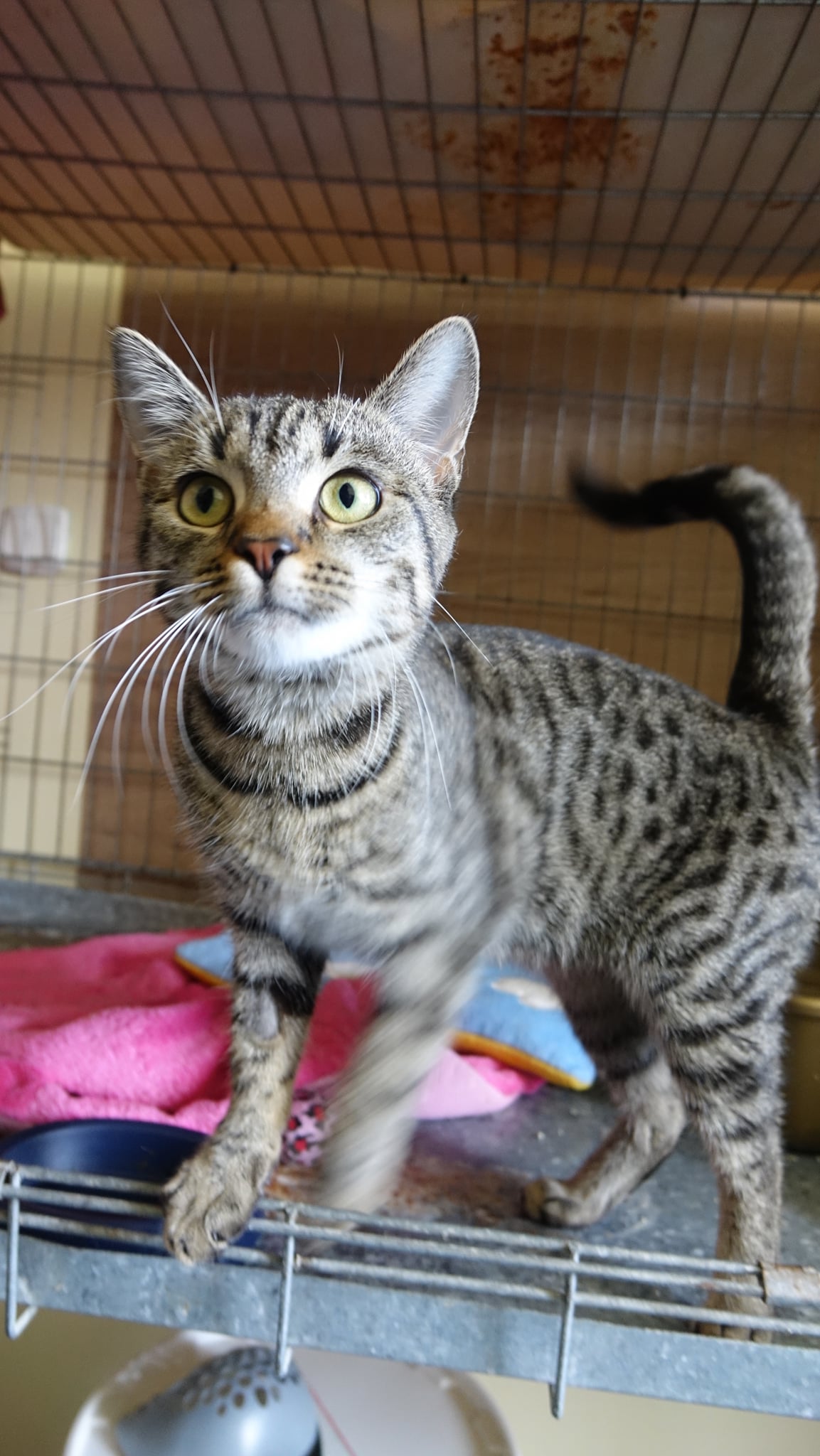 Adoptusie. Lori - adoptowana :)