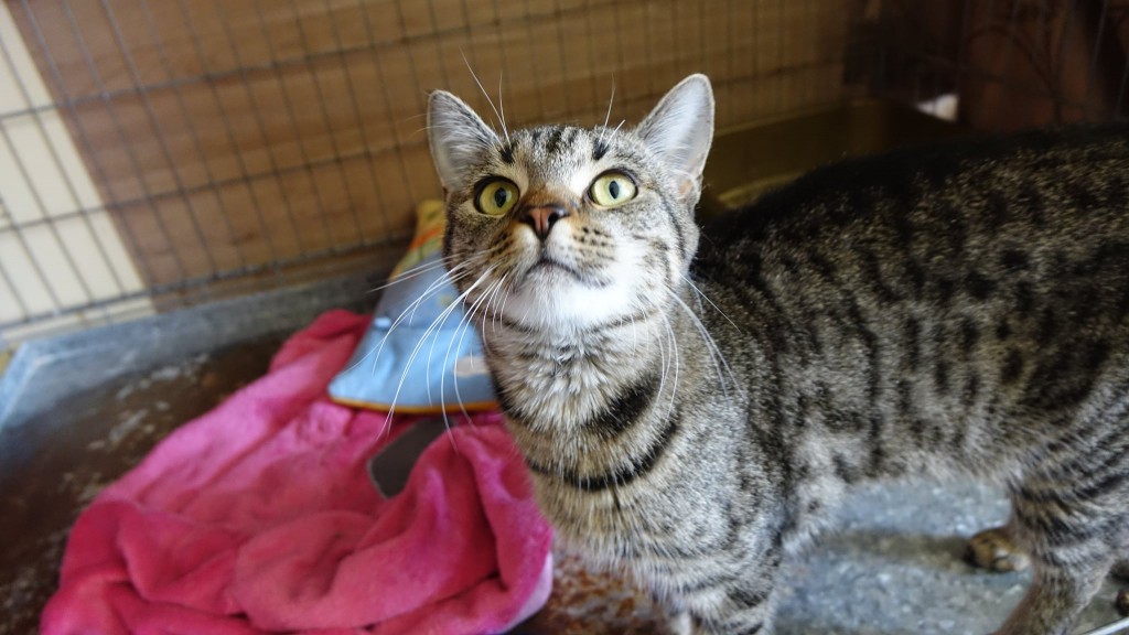 Adoptusie. Lori - adoptowana :)