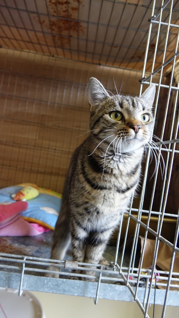 Adoptusie. Lori - adoptowana :)