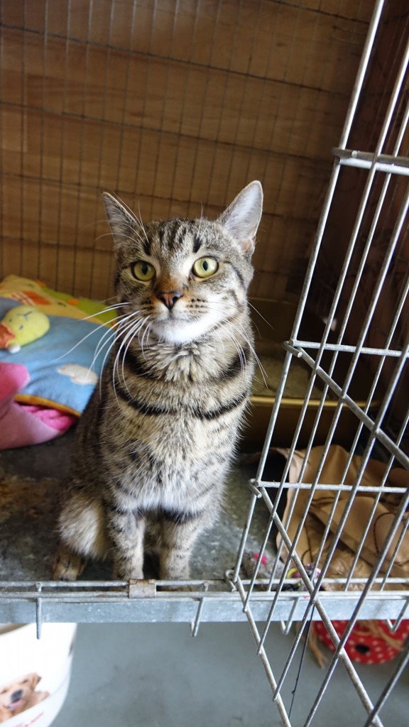 Adoptusie. Lori - adoptowana :)