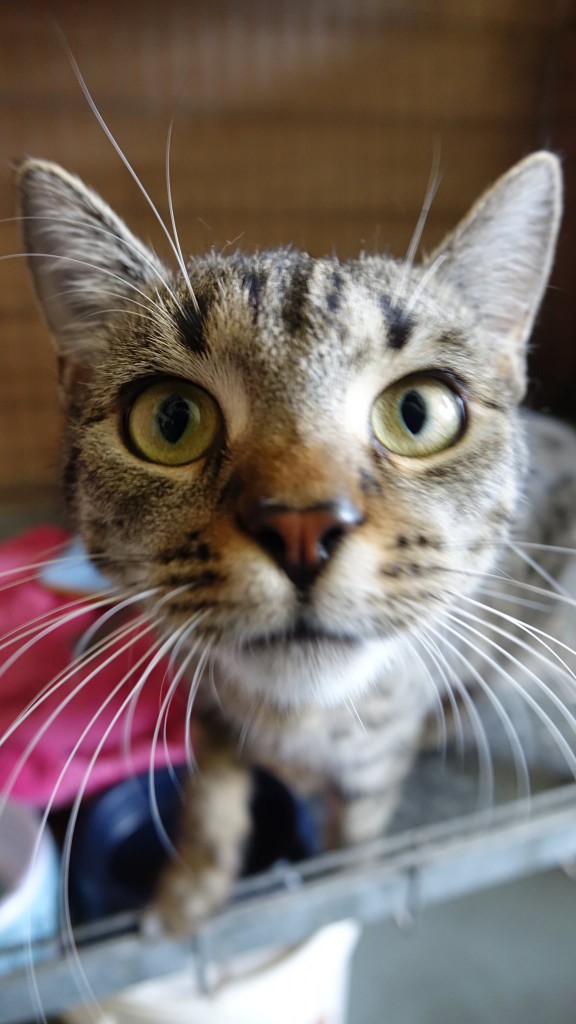 Adoptusie. Lori - adoptowana :)