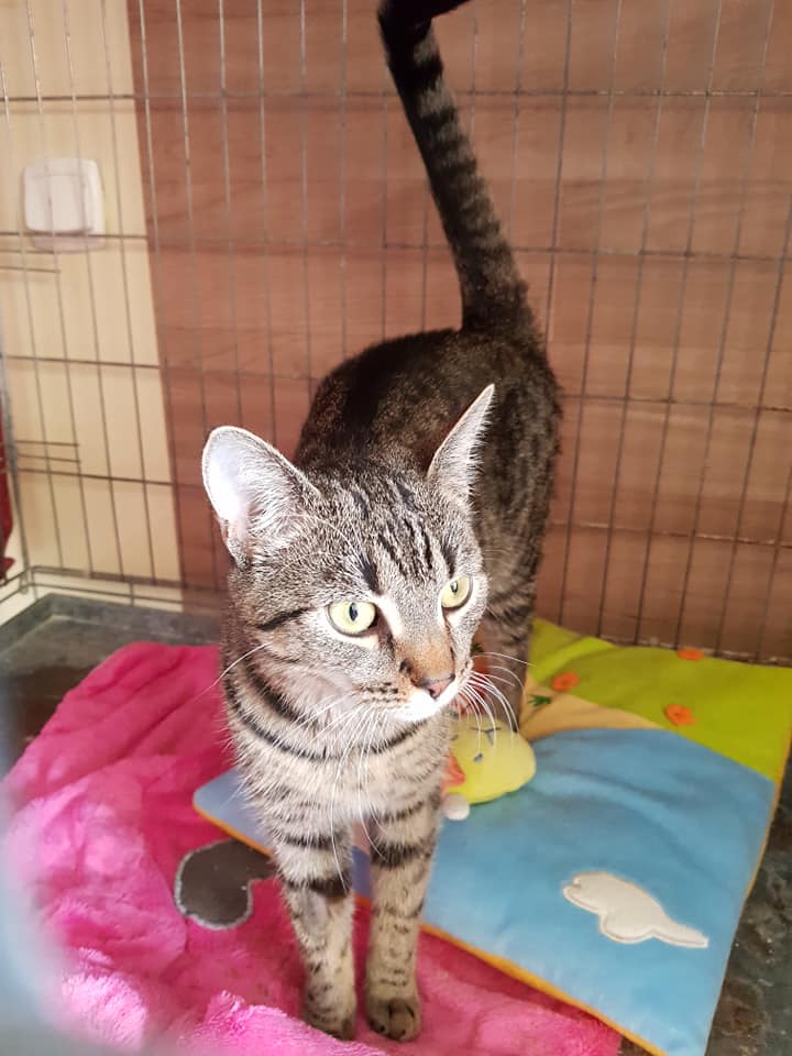 Adoptusie. Lori - adoptowana :)
