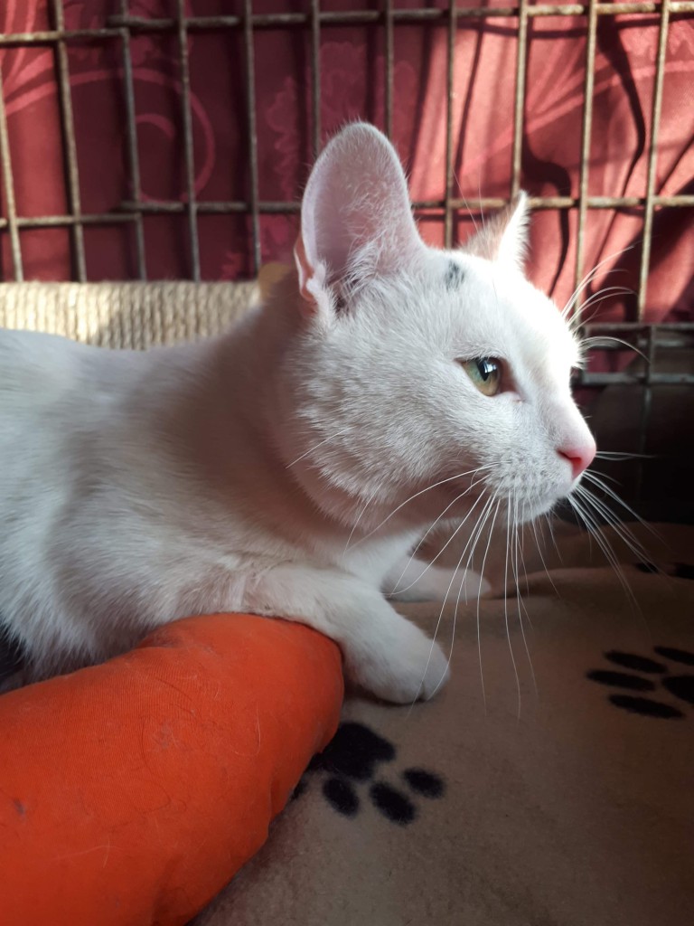 Adoptusie. Maciuś - słodki jak kremówka. W domu :)