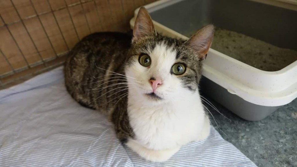 Wiewiór adoptowany :) Pszemek chory :(