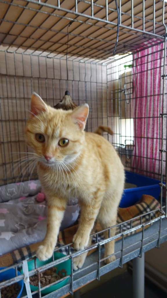 Wiewiór adoptowany :) Pszemek chory :(