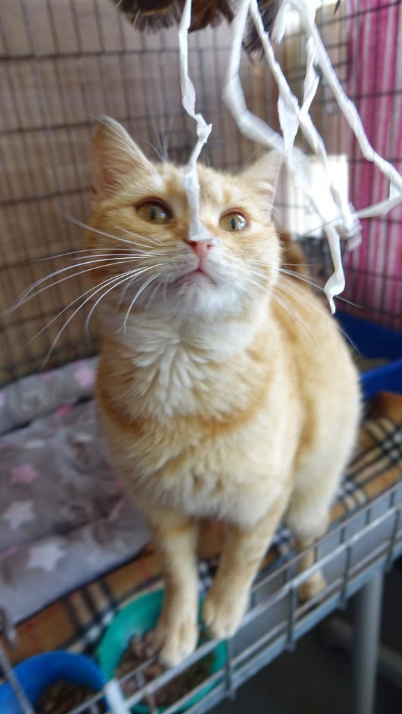 Wiewiór adoptowany :) Pszemek chory :(