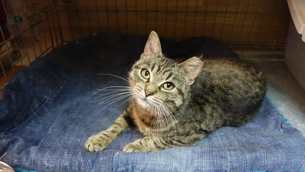 Adoptusie. Zytka - zostaje w dt :)