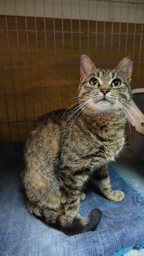 Adoptusie. Zytka - zostaje w dt :)