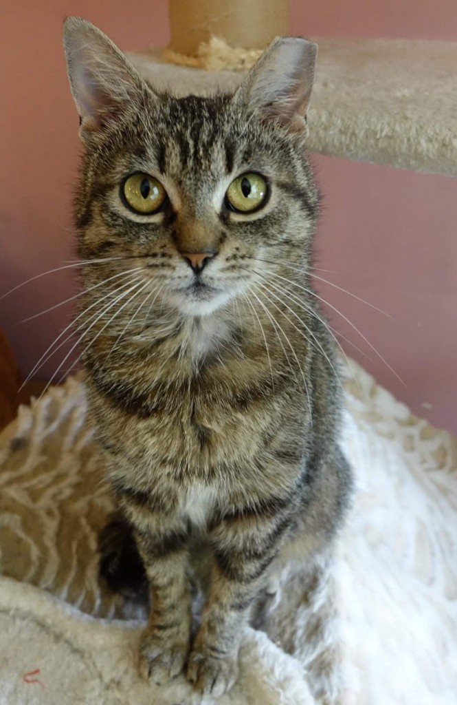 Adoptusie. Zytka - zostaje w dt :)