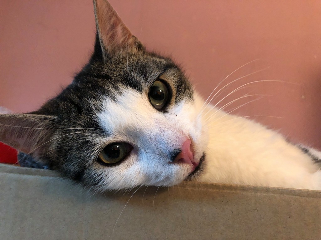 Adoptusie. Wiewiór. Adoptowany :)