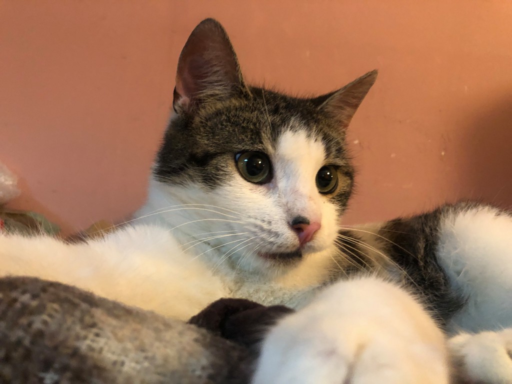 Adoptusie. Wiewiór. Adoptowany :)