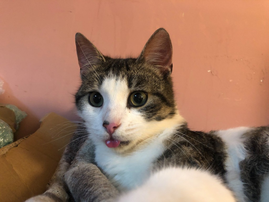 Adoptusie. Wiewiór. Adoptowany :)