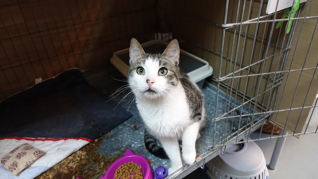 Adoptusie. Wiewiór. Adoptowany :)